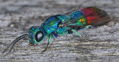 Chrysis fulgida