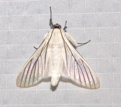 Polygrammodes quatrilis