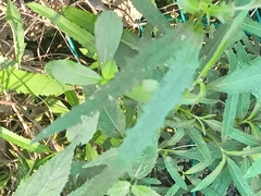 Azadirachta indica