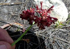 Codonorhiza micrantha