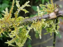 Eurhynchium striatum