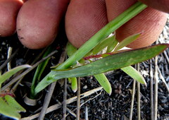 Codonorhiza micrantha