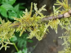 Eurhynchium striatum
