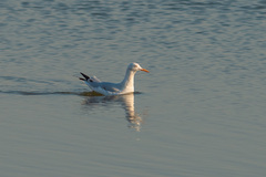 Chroicocephalus genei