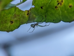 Leucauge volupis