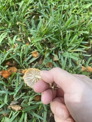 Marasmius vagus