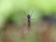 Leucauge volupis