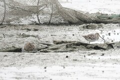 Gallinago gallinago