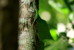 Bronchocela cristatella