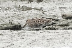 Gallinago gallinago