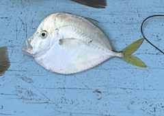 Selene setapinnis