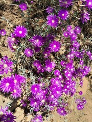 Lampranthus emarginatus