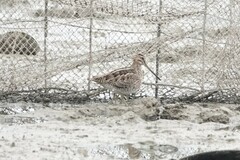 Gallinago gallinago