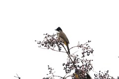 Pycnonotus xanthorrhous