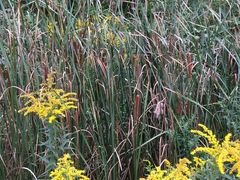 Typha × glauca