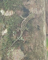 Anolis humilis