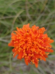 Criscia stricta