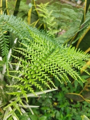 Pityrogramma calomelanos