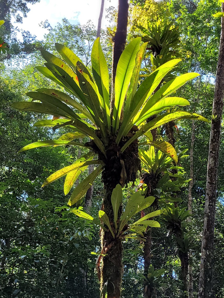 Philodendron insigne  iNaturalist