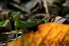 Bronchocela cristatella