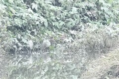 Gallinago