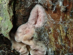 Chondrostereum purpureum