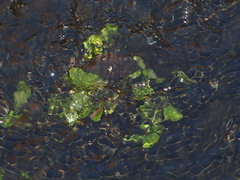 Nasturtium officinale
