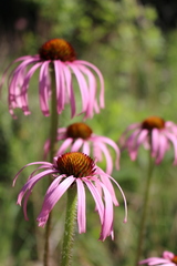 Echinacea simulata
