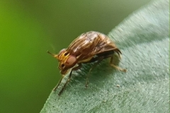 Steganopsis melanogaster