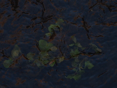 Nasturtium officinale