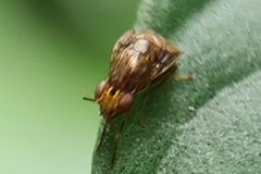 Steganopsis melanogaster