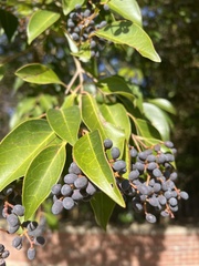 Ligustrum lucidum