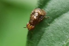 Steganopsis melanogaster