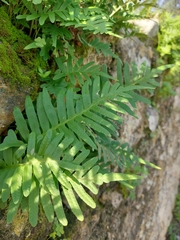 Polypodium cambricum
