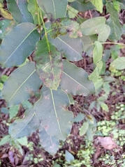 Metopium brownei