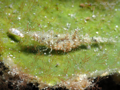 Leander tenuicornis