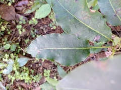 Metopium brownei