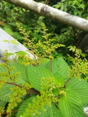 Urera caracasana