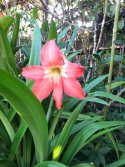 Hippeastrum