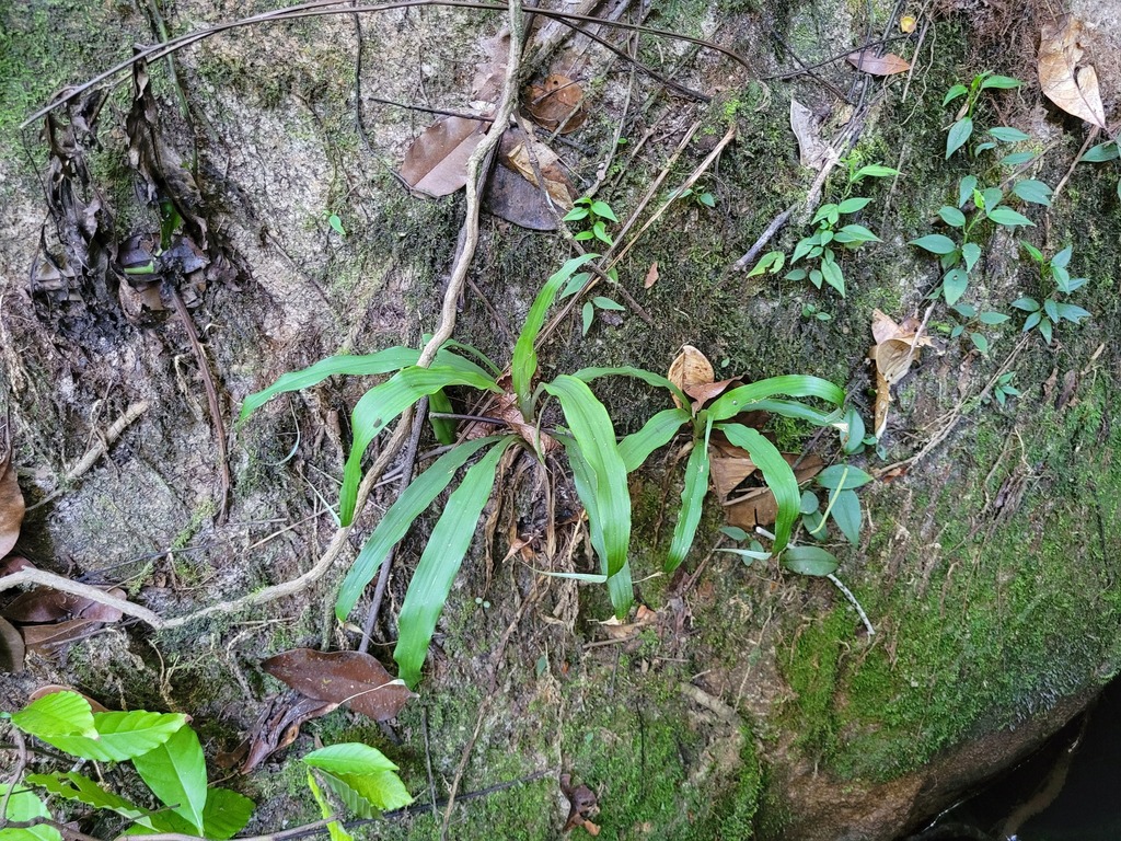 Pitcairnia rubiginosa