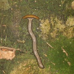 Bipaliinae