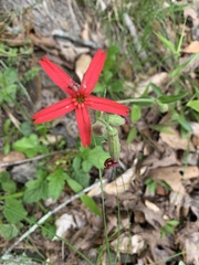 Silene virginica
