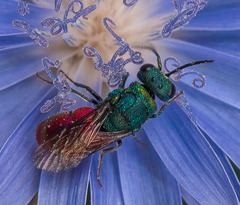 Pseudochrysis neglecta