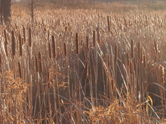 Typha angustifolia