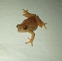 Raorchestes luteolus