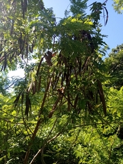 Adenanthera pavonina