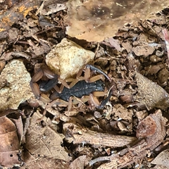 Centruroides bicolor