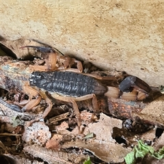 Centruroides bicolor