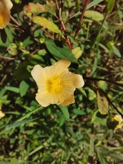Sida rhombifolia