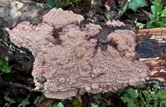 Phlebia rufa